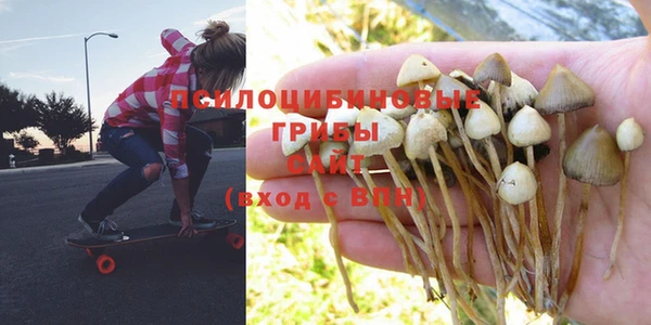прущие грибы Бронницы